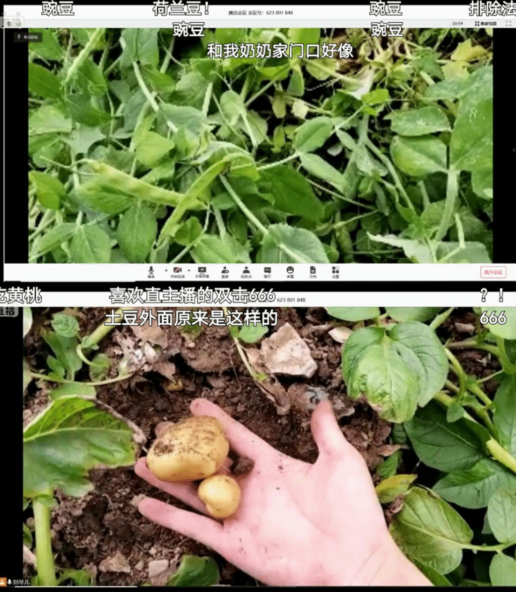 问鼎娱乐