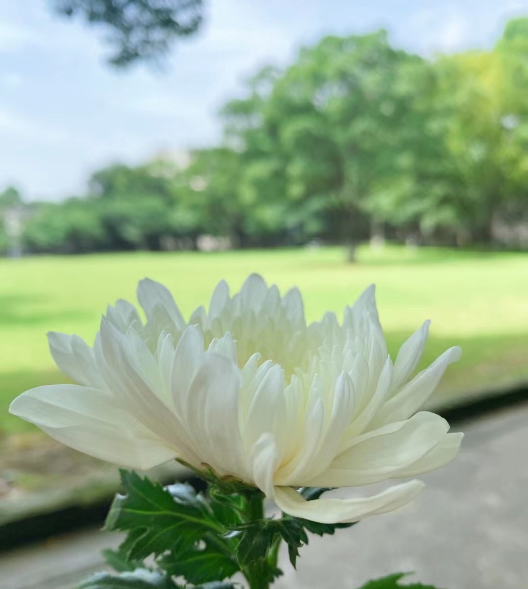 问鼎娱乐