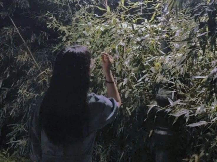 问鼎娱乐